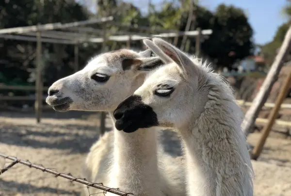 伊豆シャボテン動物公園の写真・動画_image_180578