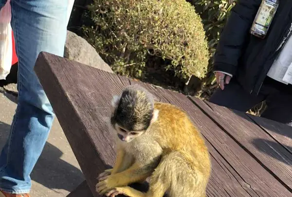 伊豆シャボテン動物公園の写真・動画_image_180579