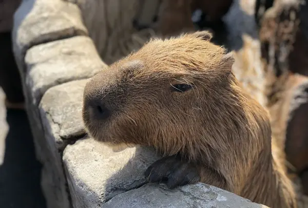 伊豆シャボテン動物公園の写真・動画_image_180580