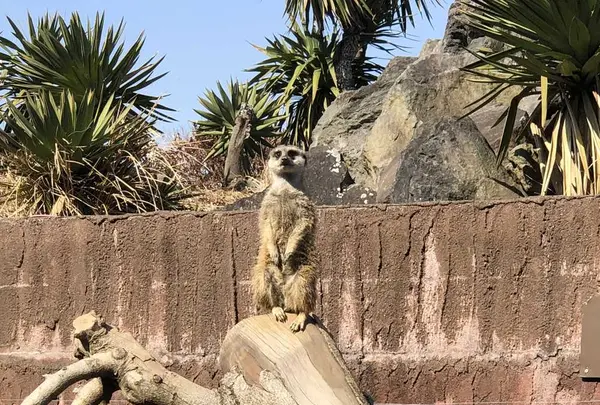 伊豆シャボテン動物公園の写真・動画_image_180581