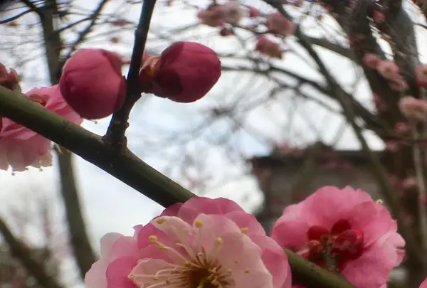 鈴廣 かまぼこの里の写真・動画_image_181057