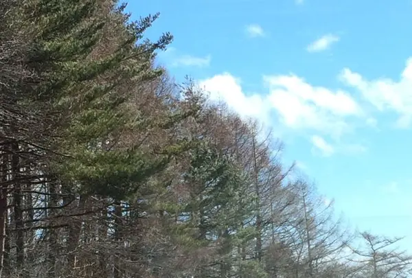 日本ロマンチック街道の写真・動画_image_181574