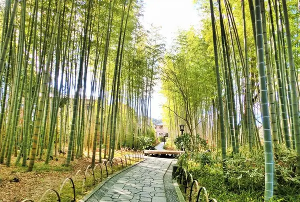 修善寺の写真・動画_image_181618