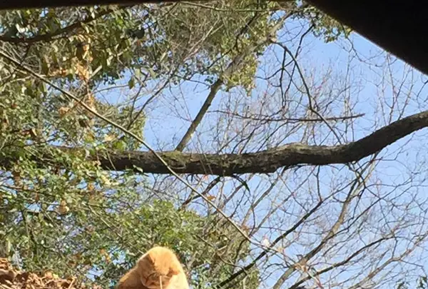 猫の細道の写真・動画_image_181806