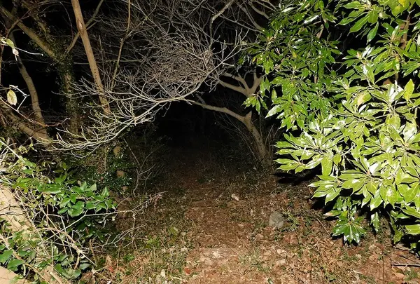 日本平パークウェイの歩道橋の写真・動画_image_181996