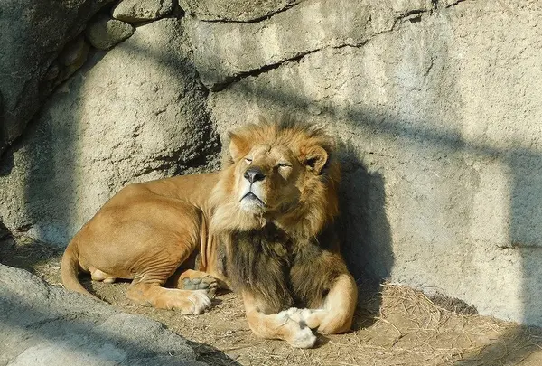 静岡市立日本平動物園の写真・動画_image_182005