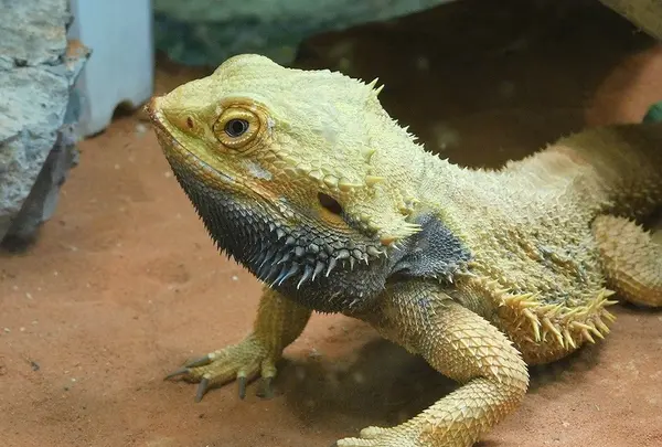 静岡市立日本平動物園の写真・動画_image_182006