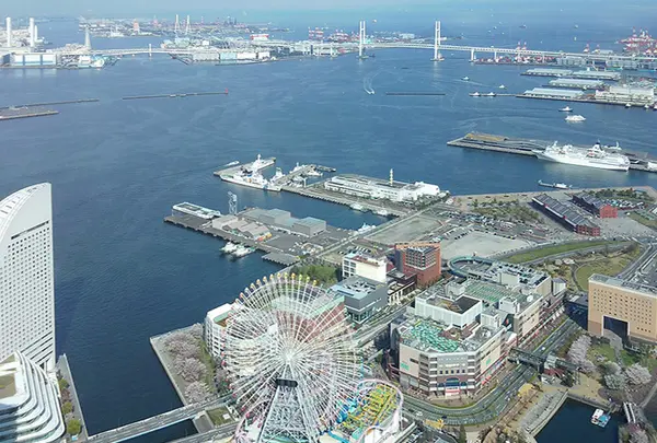 さくら通りの写真・動画_image_182189