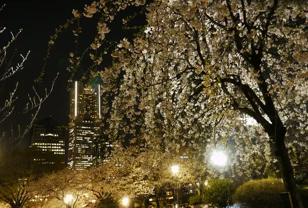 掃部山公園の写真・動画_image_182191