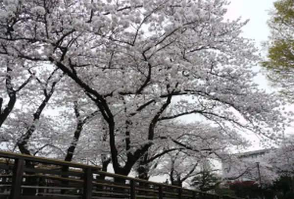 横浜市野毛山公園の写真・動画_image_182192