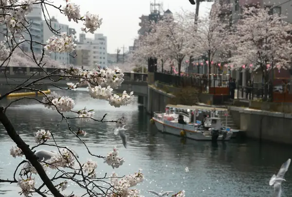 大岡川の写真・動画_image_182201