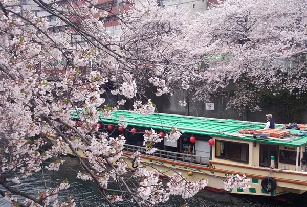 大岡川の写真・動画_image_182202