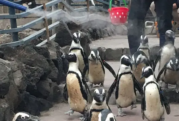 伊勢シーパラダイスの写真・動画_image_182262