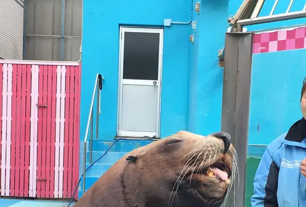 伊勢シーパラダイスの写真・動画_image_182265