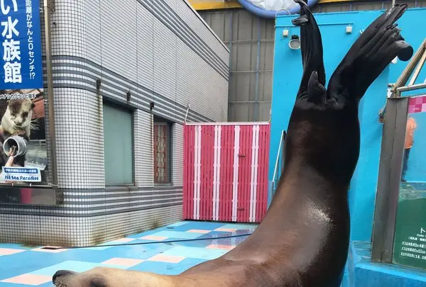 伊勢シーパラダイスの写真・動画_image_182266