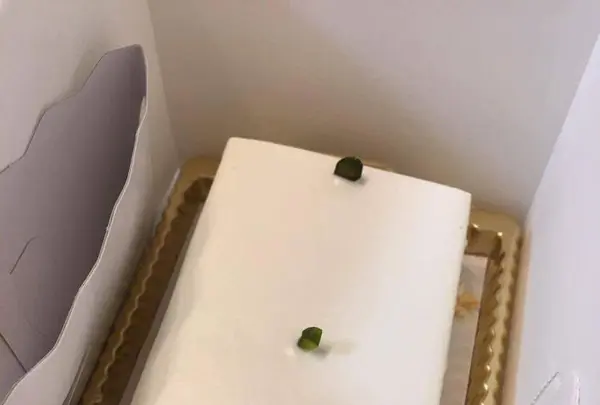 しろたえの写真・動画_image_182539