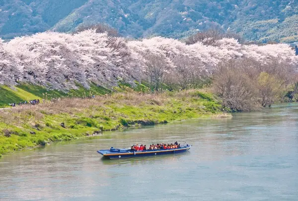 淀川河川公園背割堤地区の写真・動画_image_183060
