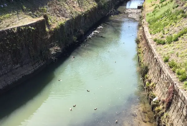 黒川の桜の写真・動画_image_183174