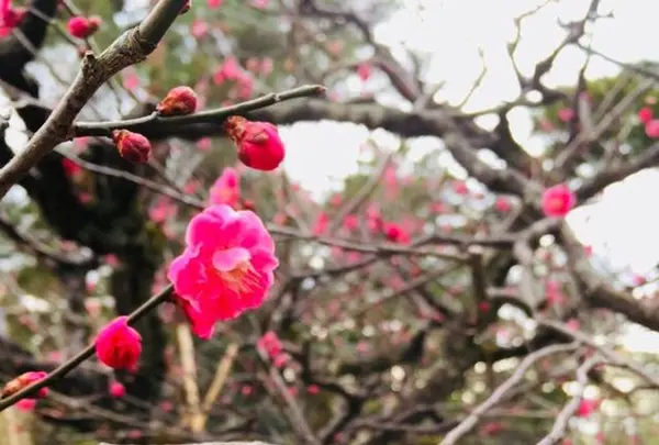 兼六園の写真・動画_image_183497