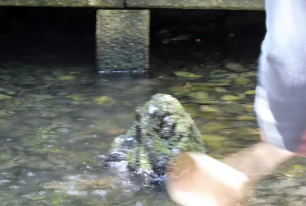 熱田神宮の写真・動画_image_184533
