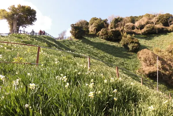 灘黒岩水仙郷の写真・動画_image_184576