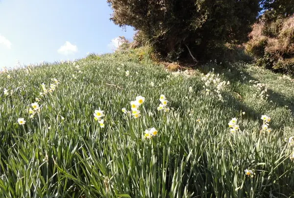 灘黒岩水仙郷の写真・動画_image_184577