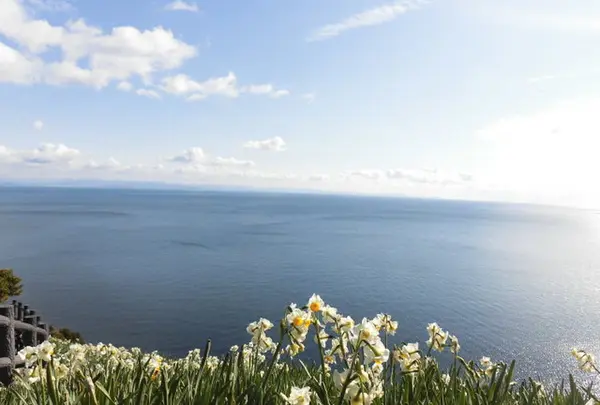 灘黒岩水仙郷の写真・動画_image_184578