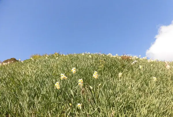 灘黒岩水仙郷の写真・動画_image_184579