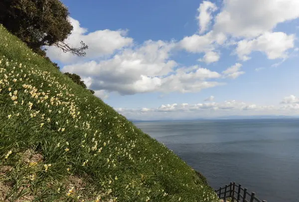 灘黒岩水仙郷の写真・動画_image_184580