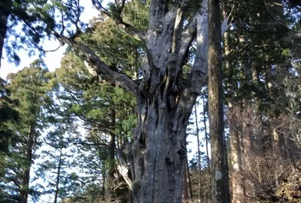 玉置神社の写真・動画_image_184776