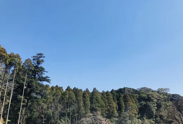 霧島神宮の写真・動画_image_184797