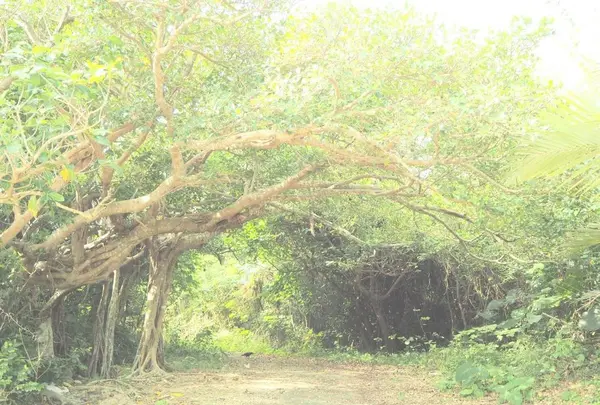 竹富島の写真・動画_image_184914