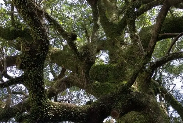 熊野速玉大社の写真・動画_image_184941