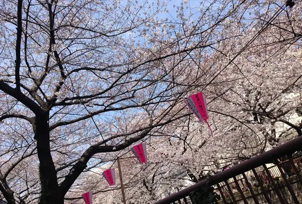 目黒川の写真・動画_image_185012