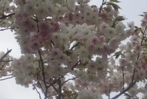 造幣局 桜の通り抜けの写真・動画_image_185160