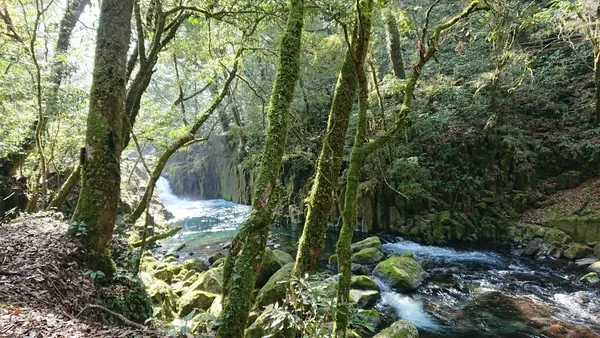 菊池渓谷の写真・動画_image_185953