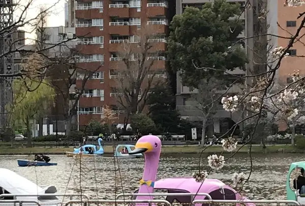 不忍池の写真・動画_image_185965