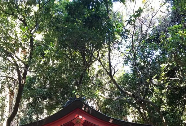 青島神社の写真・動画_image_186068