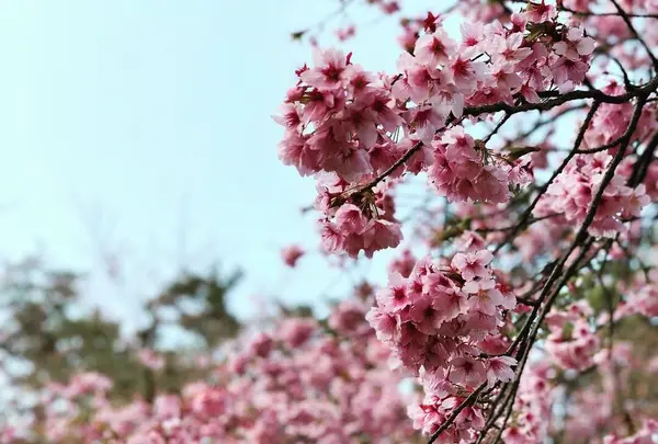出雲大社の写真・動画_image_186536
