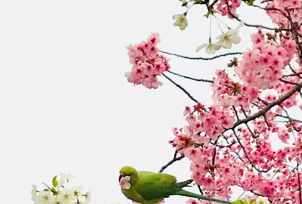 不忍池の写真・動画_image_186605