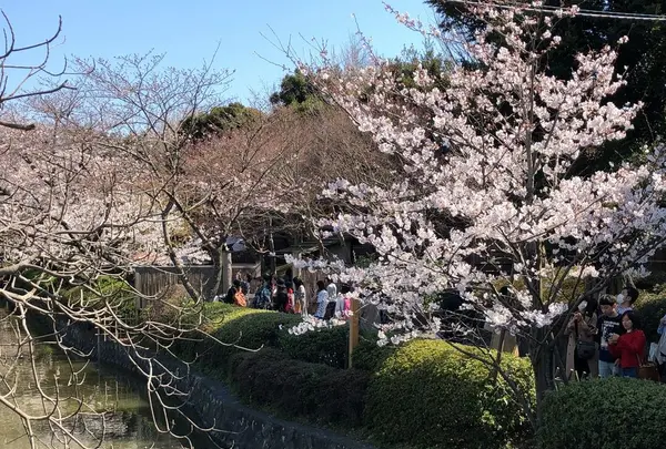 鶴岡八幡宮の写真・動画_image_186656