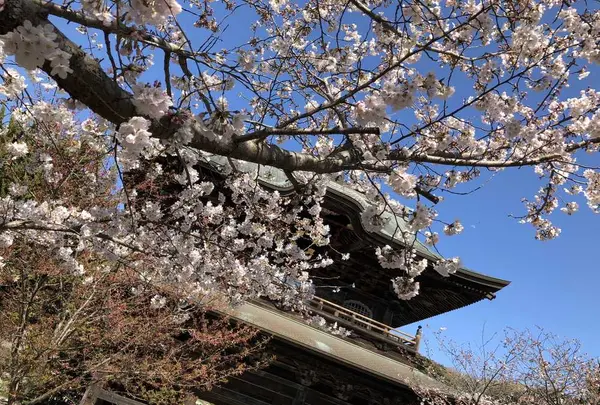 建長寺の写真・動画_image_186658