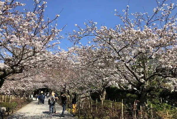 建長寺の写真・動画_image_186659