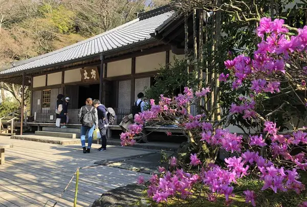明月院（あじさい寺）の写真・動画_image_186663