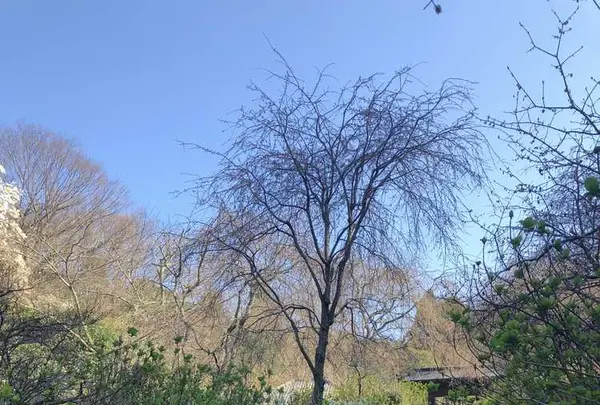 明月院（あじさい寺）の写真・動画_image_186664