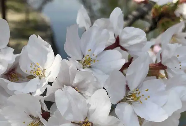 九華公園(桑名城趾)の写真・動画_image_186748