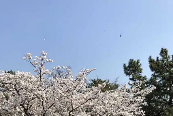 九華公園(桑名城趾)の写真・動画_image_186750