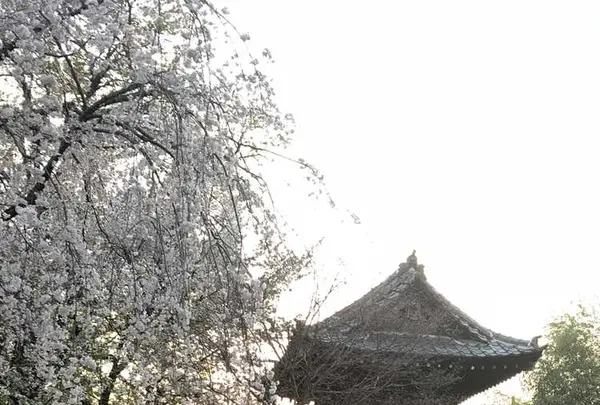 埼玉狭山市広瀬神社の写真・動画_image_186990