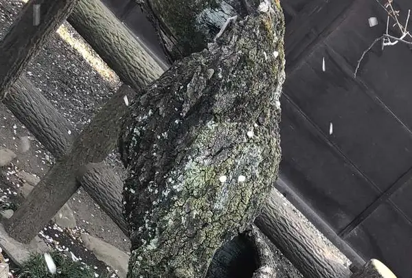 埼玉狭山市広瀬神社の写真・動画_image_186991