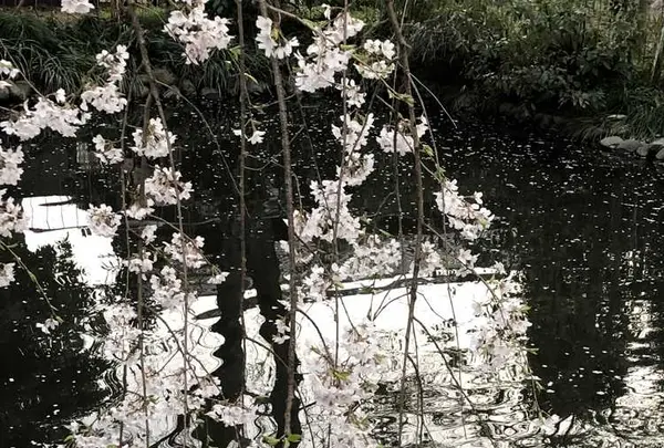 埼玉狭山市広瀬神社の写真・動画_image_186992